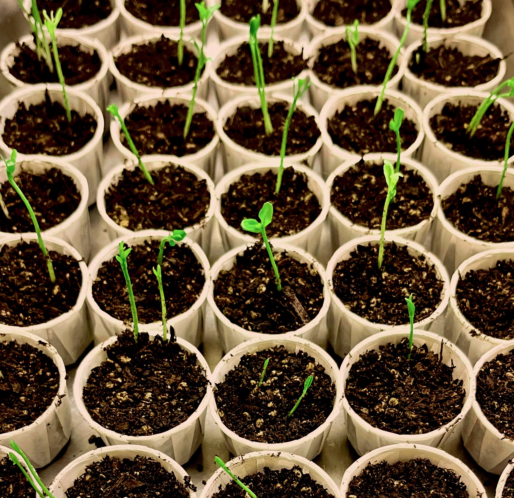 lime basil plant Lime Basil  250 Seeds