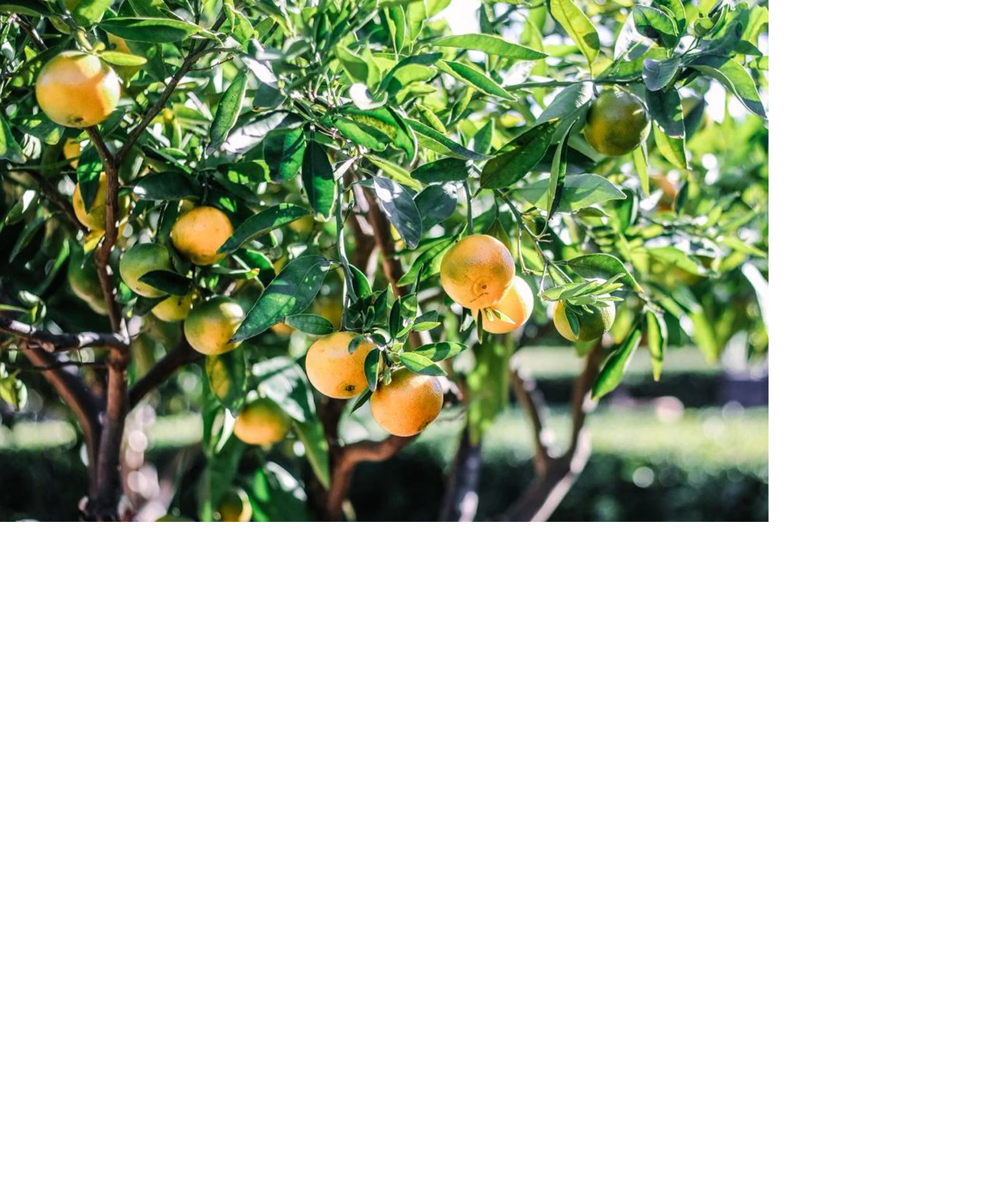 baby yuzu tree | obon shokudo | vegan japanese comfort food for portland